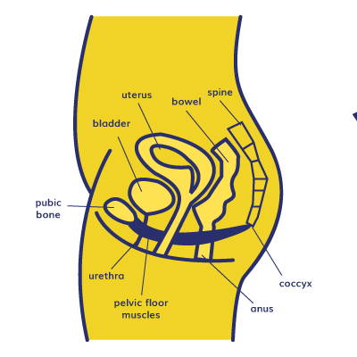 Pelvic Floor Medical Professionals
